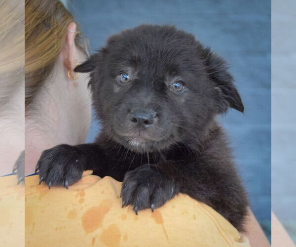 Medium Photo #10 Australian Shepherd-Unknown Mix Puppy For Sale in Huntley, IL, USA