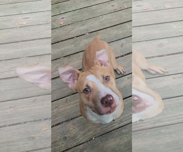 Medium Photo #19 Mutt Puppy For Sale in Murfreesboro, NC, USA