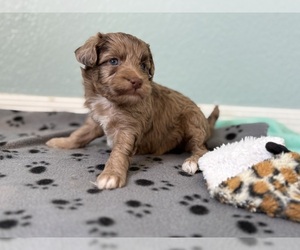 Poovanese Puppy for sale in TUCSON, AZ, USA