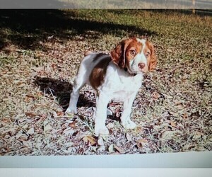 Brittany Puppy for sale in FORT MC COY, FL, USA