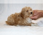Small #10 Cockapoo (Miniature)