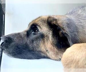 German Shepherd Dog Dogs for adoption in Houston, TX, USA