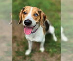 Small #3 Beagle Mix