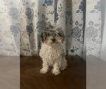 Small #23 Poodle (Miniature)