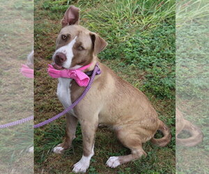 QT - Female Labrador Retriever Dog for Adoption - Photo #2