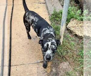 Catahoula Leopard Dog-Unknown Mix Dogs for adoption in Shreveport, LA, USA