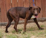 Small #3 Labrador Retriever Mix