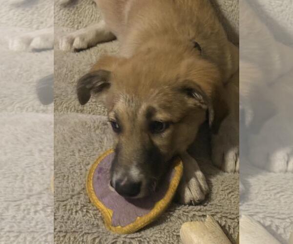 Medium Photo #3 German Shepherd Dog-Unknown Mix Puppy For Sale in Incline Village, NV, USA