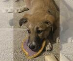 Small #2 German Shepherd Dog Mix