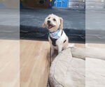 Small #3 Havanese-Wheaten Terrier Mix