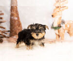 Small Photo #1 Poodle (Toy)-Yorkshire Terrier Mix Puppy For Sale in WARSAW, IN, USA