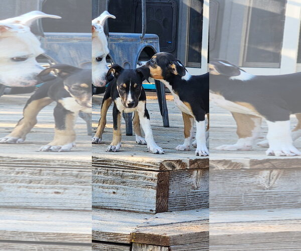 Medium Photo #1 Mutt Puppy For Sale in Fort Collins, CO, USA
