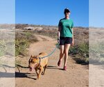 Small #12 American Pit Bull Terrier Mix