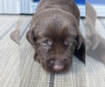 Image preview for Ad Listing. Nickname: Litter of 11