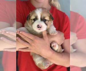 Australian Shepherd-Shih Tzu Mix Dogs for adoption in Paso Robles, CA, USA