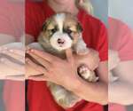 Small Australian Shepherd-Shih Tzu Mix