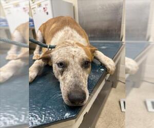 Mutt Dogs for adoption in Mobile, AL, USA