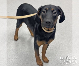 Mutt Dogs for adoption in Washington, DC, USA