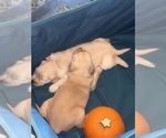 Litter of 2 - Male(s) and Female(s) Golden RetrieverLitter of Puppies for Sale - Photo #3