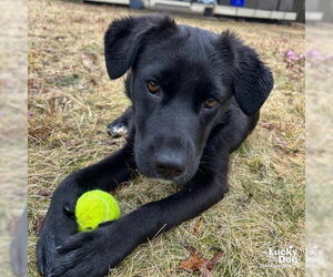 Tator - Female Labrador Retriever-Unknown Mix Dog for Adoption - Photo #2
