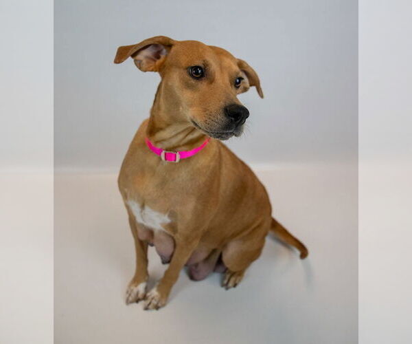 Medium Photo #5 Mutt Puppy For Sale in Kennesaw, GA, USA