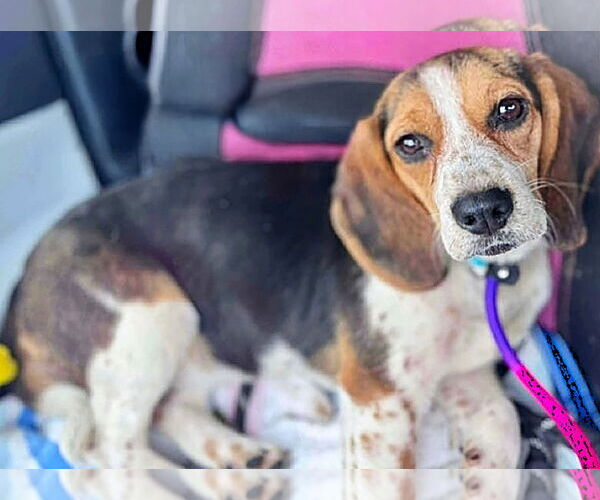 Medium Photo #1 Beagle Puppy For Sale in Dunnellon, FL, USA