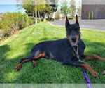 Small Photo #17 Doberman Pinscher Puppy For Sale in PALMDALE, CA, USA