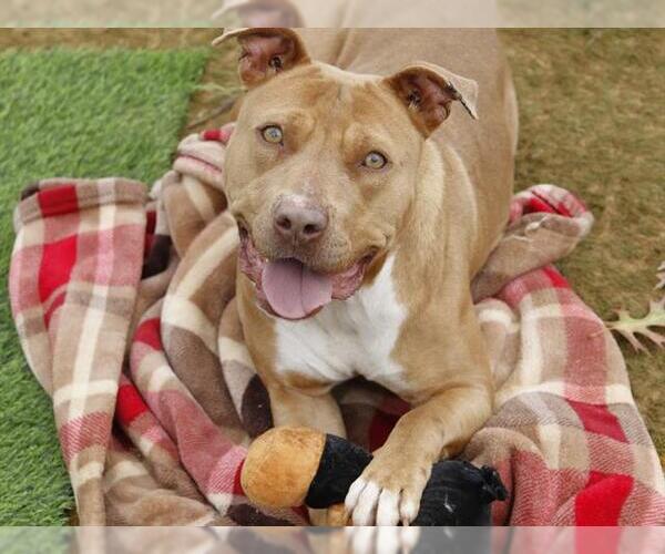 Medium Photo #2 American Staffordshire Terrier-Unknown Mix Puppy For Sale in Tallahassee, FL, USA