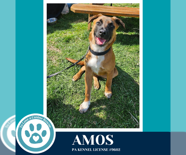 Medium Photo #11 Mutt Puppy For Sale in Kimberton, PA, USA