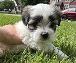Puppy Forrest Mal-Shi