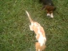 Small Photo #1 Beagle Puppy For Sale in LENOIR CITY, TN, USA
