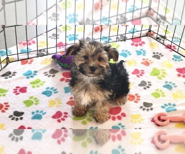 Medium Photo #6 Morkie Puppy For Sale in ORO VALLEY, AZ, USA