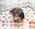 Small #5 Morkie