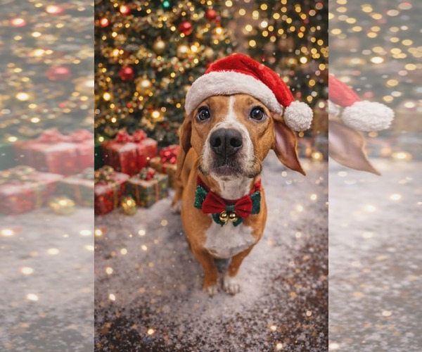 Medium Photo #1 Beagle-Unknown Mix Puppy For Sale in Shermans Dale, PA, USA