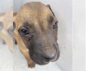 Black Mouth Cur-Unknown Mix Dogs for adoption in Houston, TX, USA