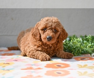 Poodle (Miniature) Puppy for sale in MILLERSBURG, OH, USA