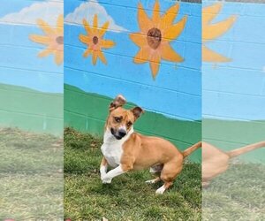 Boxer-Unknown Mix Dogs for adoption in Hedgesville, WV, USA