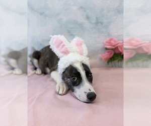 German Shepherd Dog-Unknown Mix Dogs for adoption in Lakewood, CO, USA