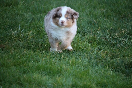 Medium Photo #8 Miniature Australian Shepherd Puppy For Sale in MOUNT VERNON, WA, USA