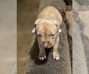 American Pit Bull Terrier Puppy for sale in ZEBULON, NC, USA