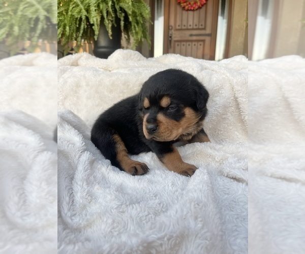 Medium Photo #3 Rottweiler Puppy For Sale in LAKELAND, FL, USA