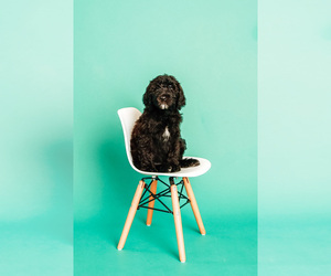 Poodle (Standard) Puppy for sale in GOLINDA, TX, USA