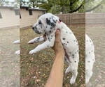 Small Photo #3 Dalmatian Puppy For Sale in DURANT, OK, USA