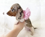 Small #2 Dachshund