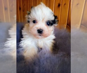 Mal-Shi Puppy for sale in WOBURN, MA, USA