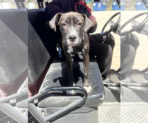 Medium Photo #10 American Pit Bull Terrier-Unknown Mix Puppy For Sale in Hillsboro, MO, USA