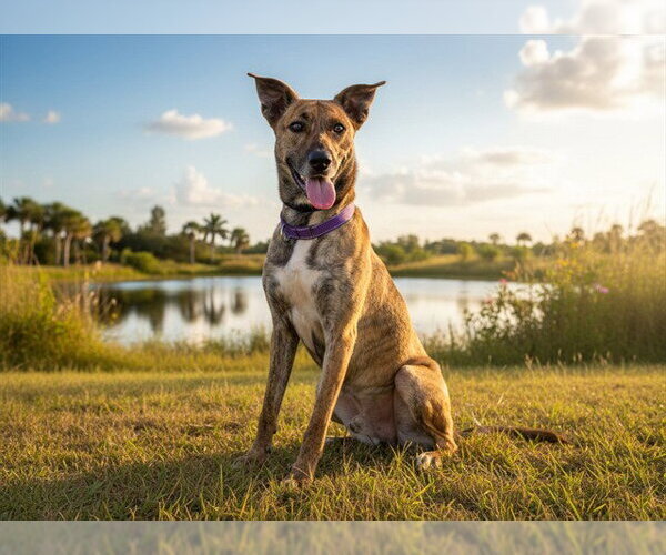 Medium Photo #1 Plott Hound-Unknown Mix Puppy For Sale in Tavares, FL, USA