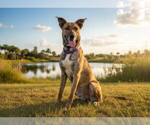 Plott Hound-Unknown Mix Dogs for adoption in Tavares, FL, USA
