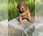 Small Photo #3 Goldendoodle (Miniature) Puppy For Sale in SCHOHARIE, NY, USA