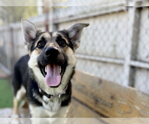 Medium Photo #1 German Shepherd Dog Puppy For Sale in San Diego, CA, USA